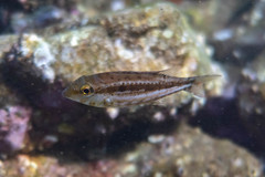 Lethrinus genivittatus