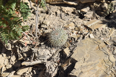 Mammillaria parkinsonii