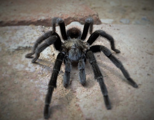 Mexican Black Velvet Tarantula
