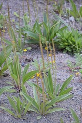 Plantago eriopoda