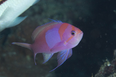 Pseudanthias pleurotaenia