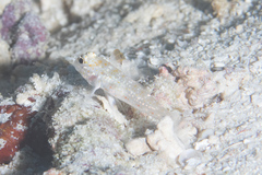 Fusigobius melacron