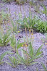 Plantago eriopoda