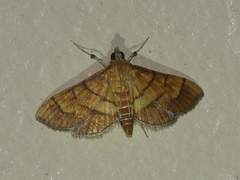 Orphanostigma abruptalis