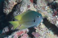 Pomacentrus nigromarginatus
