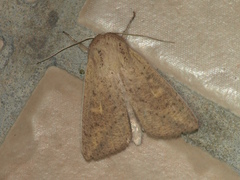 Mythimna semicana
