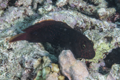 Cirripectes stigmaticus