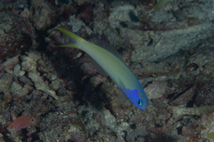 Hoplolatilus starcki
