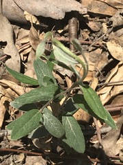 Gaudichaudia cynanchoides
