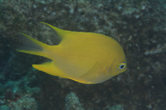 Amblyglyphidodon aureus