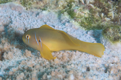 Gobiodon citrinus