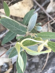 Gaudichaudia cynanchoides