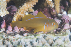 Gobiodon citrinus