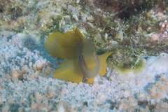 Gobiodon citrinus
