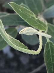 Gaudichaudia cynanchoides
