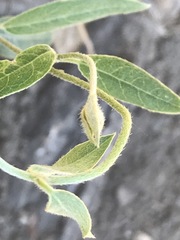 Gaudichaudia cynanchoides