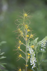 Descurainia sophioides