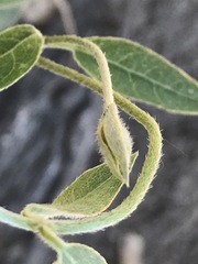 Gaudichaudia cynanchoides