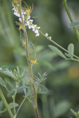 Image of Descurainia sophioides by (c) Syd Cannings, some rights reserved (CC BY)