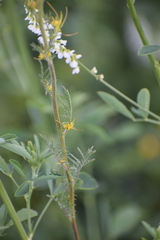 Descurainia sophioides