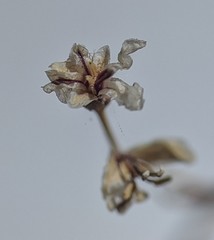 Streptanthus barbiger