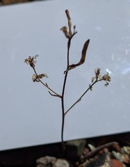 Streptanthus barbiger