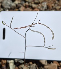 Streptanthus barbiger