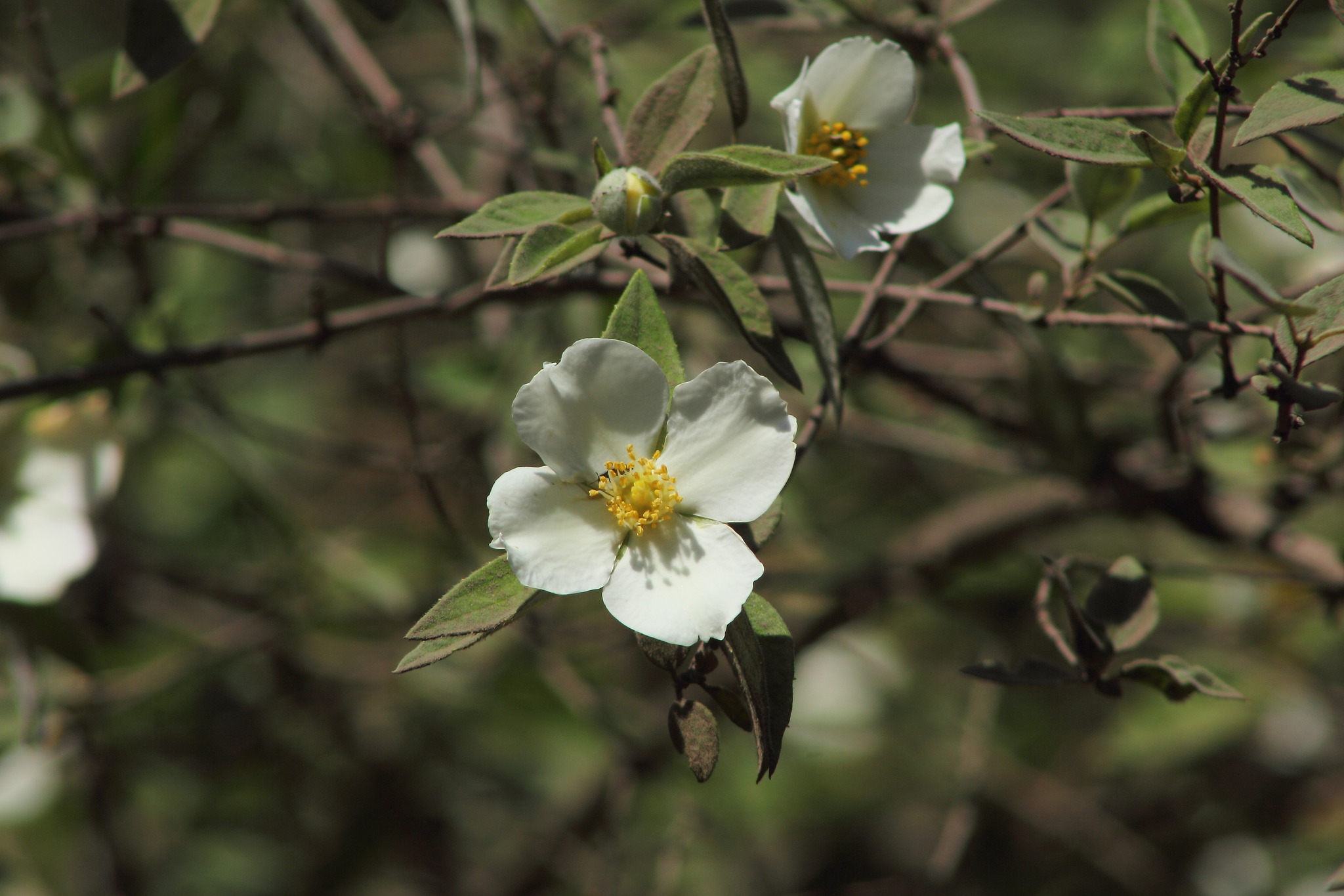 Philadelphus microphyllus var. madrensis