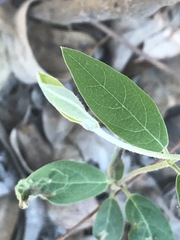 Gaudichaudia cynanchoides