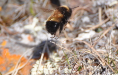 Bombus natvigi