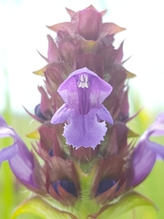 Prunella vulgaris lanceolata