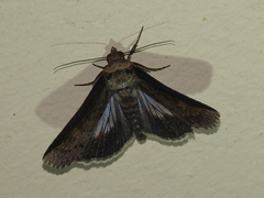 Lophoptera vittigera