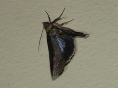Lophoptera vittigera