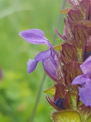Prunella vulgaris lanceolata