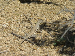 Callisaurus draconoides rhodostictus