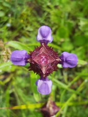 Prunella vulgaris lanceolata