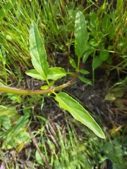 Prunella vulgaris lanceolata