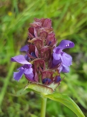 Prunella vulgaris lanceolata