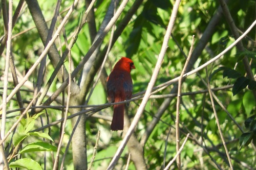 Northern Cardinal photographed in Delaware