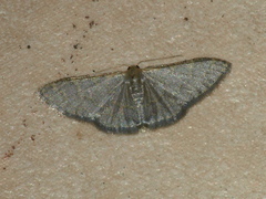 Idaea coercita
