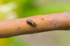 Tetralimonius ornatulus