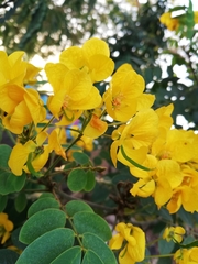 Senna racemosa
