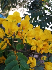 Senna racemosa