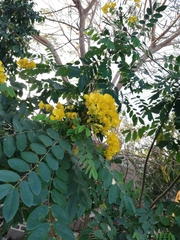 Senna racemosa
