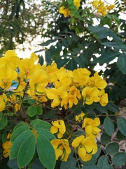 Senna racemosa