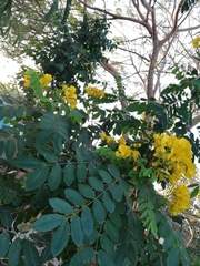 Senna racemosa