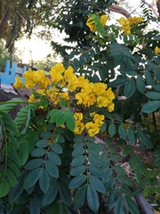 Senna racemosa