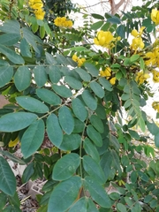 Senna racemosa
