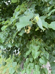 Tilia cordata