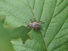 Dodecastichus geniculatus